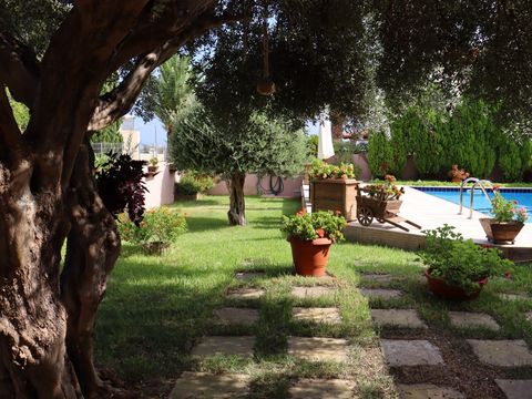 Olive trees in the garden